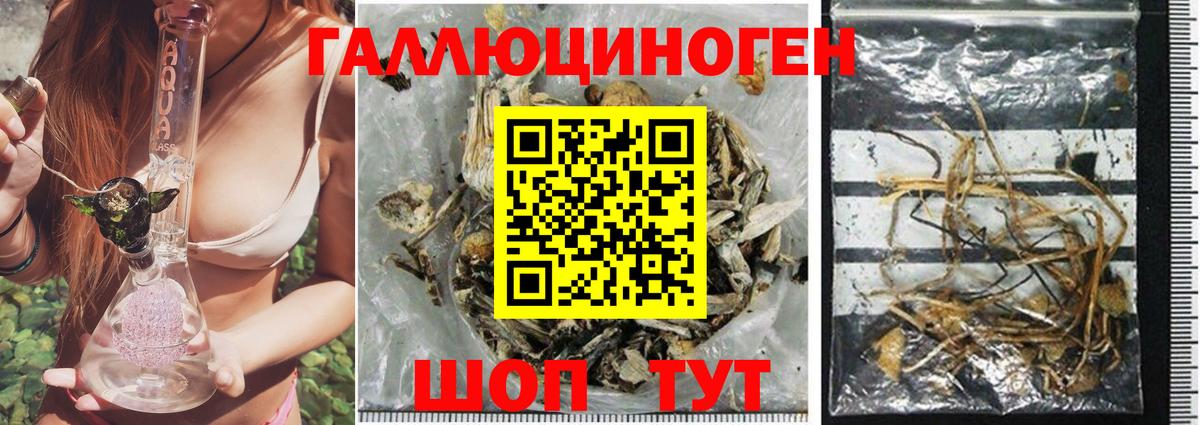 Галлюциногенные грибы Psilocybine cubensis  Галлюциногенные грибы Psilocybe  Можга  Вход с VPN 